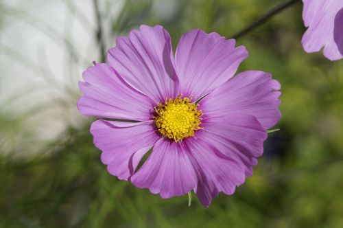 mallow purple blossom