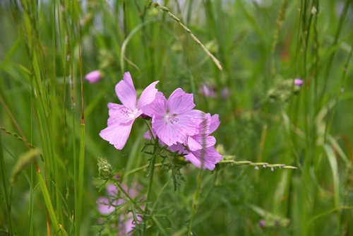 mallow  meadow  pointed flower