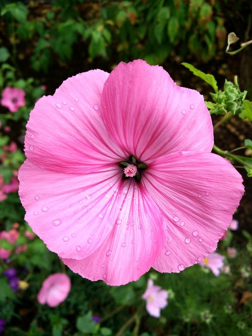 mallow  blossom  bloom