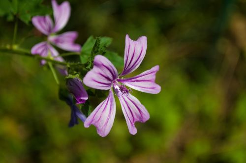 mallow flower purple