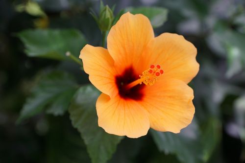 mallow flower blossom