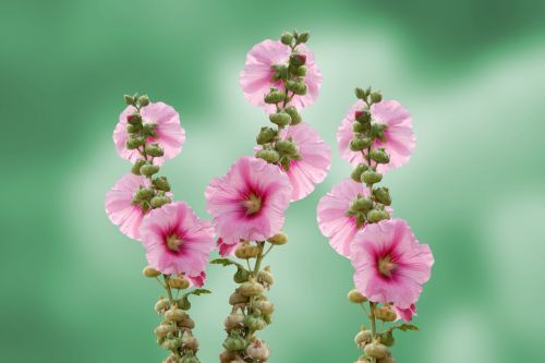 Mallow Flowers