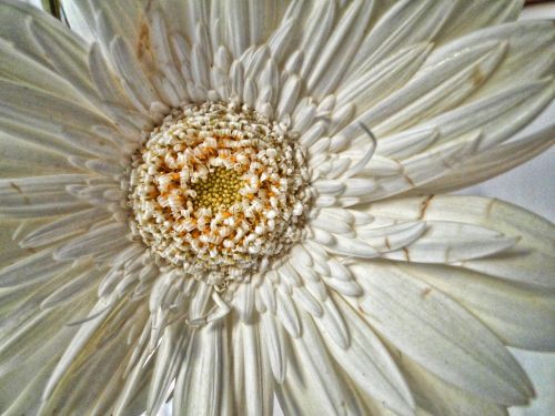 White Daisy