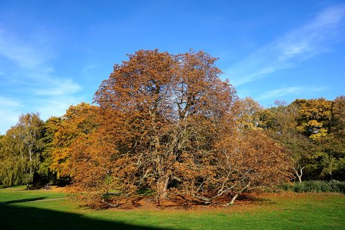 malmö  autumn  the indian summer