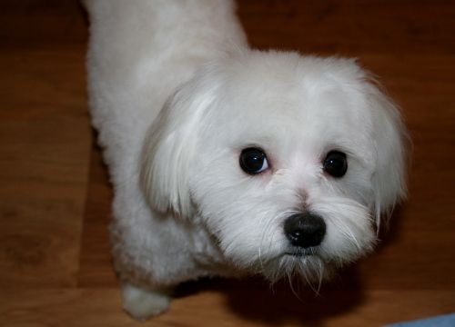 maltese white dog