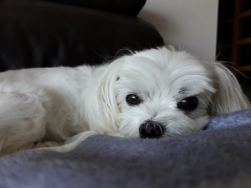 maltese  puppy  dog