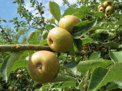 malus apple tree apples