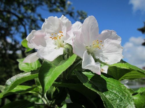 malus domestica apple tree fruit tree