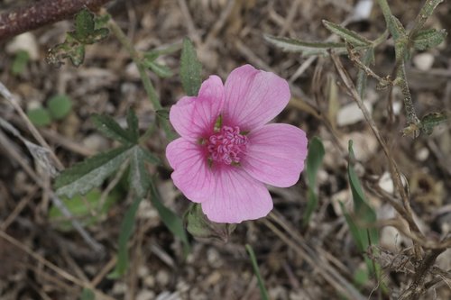 malva  wild  flower