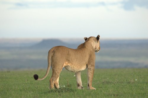 mama lion  lioness  wilderness