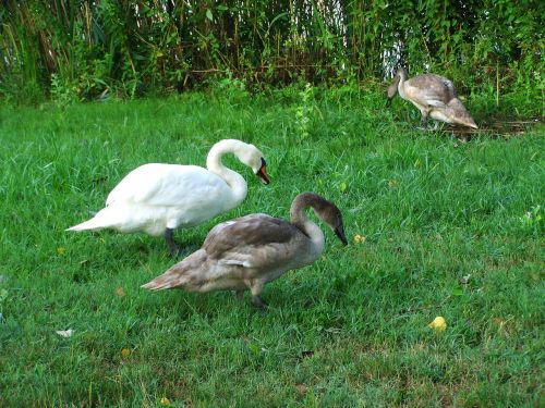 mama swan swan chicks waterfowl