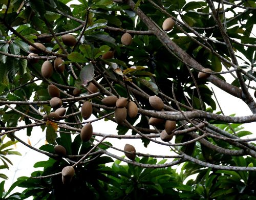 mamey fruit cuba