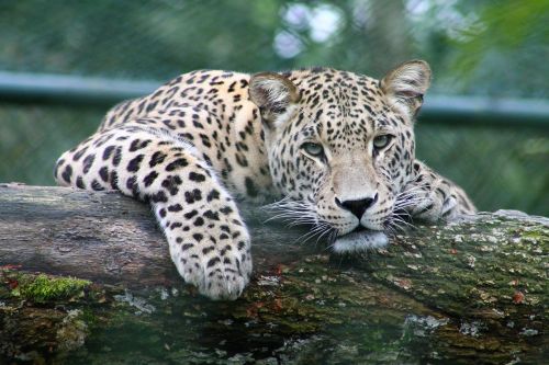 mammal predator leopard