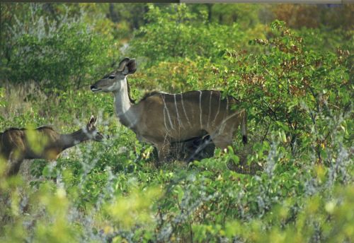 mammal antelope large kudu