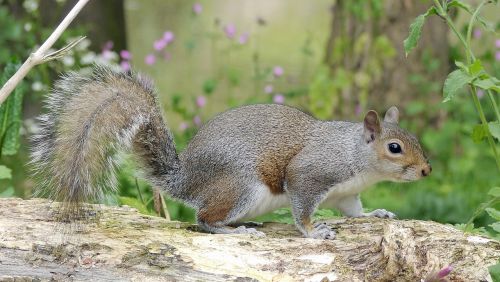 mammal nature squirrel