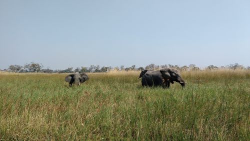 mammal grass grassland