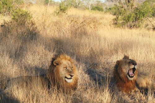 mammal animal lion pair