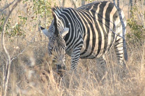 mammal animal grazing zebra