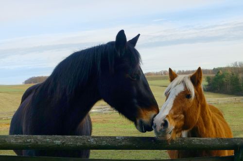 mammal grass horses