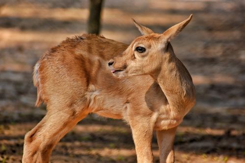 mammal animal wildlife