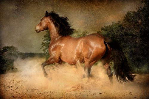 mammal horse equestrian