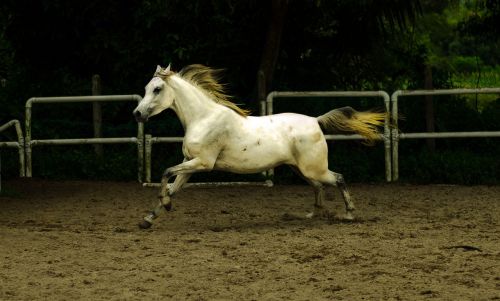 mammal horse cavalry
