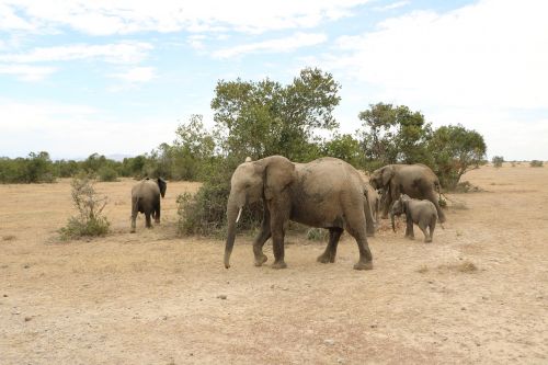 mammal elephant wildlife