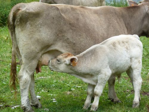 mammal livestock milk