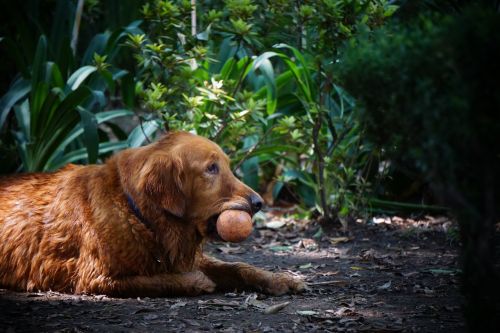 mammal dog animal