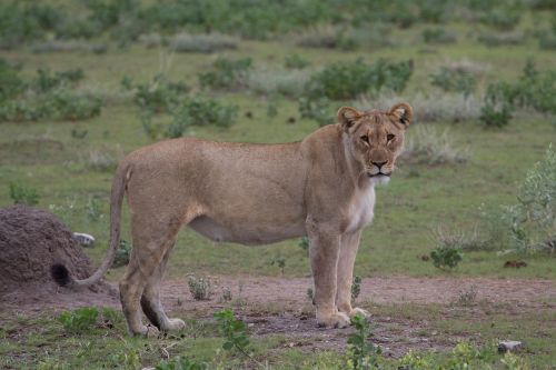 mammal lion animal world