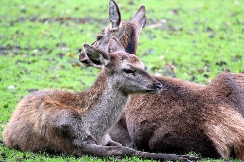 mammal animal animal world