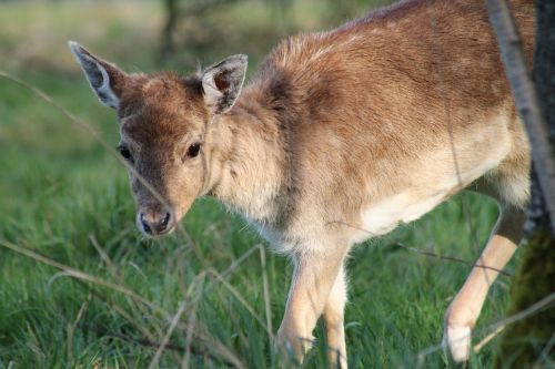 mammal fauna animal