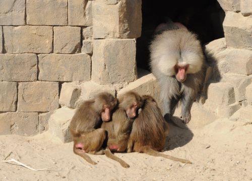 mammal animal baboon