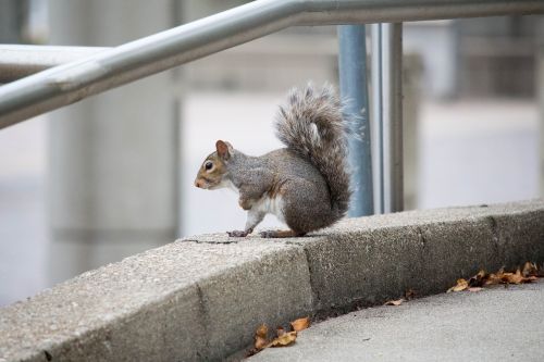 mammal outdoors cute