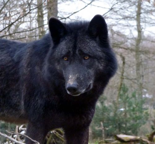 mammal black wolf fauna