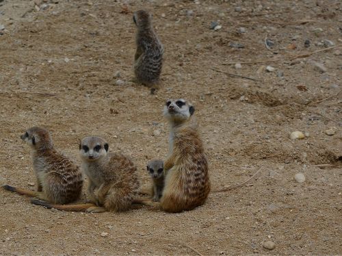 mammal animal world desert