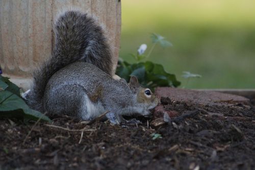 mammal squirrel rodent