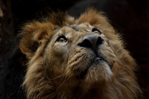 mammal cat lion