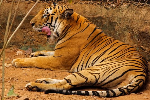 mammal  tiger  wildlife