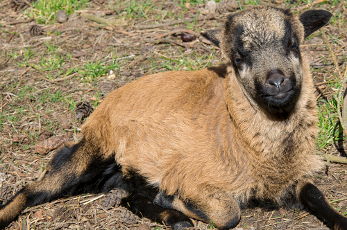 mammal  goat  young animal