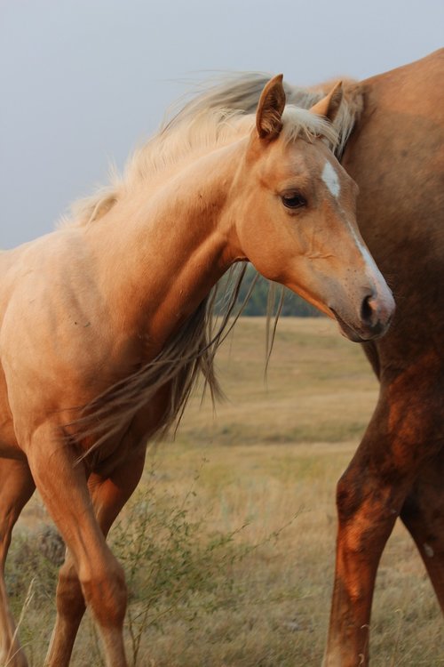 mammal  horse  mare
