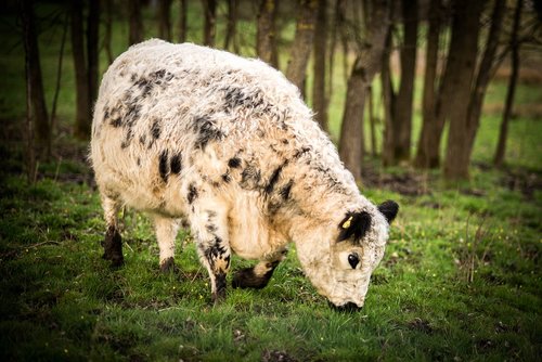 mammal  nature  grass