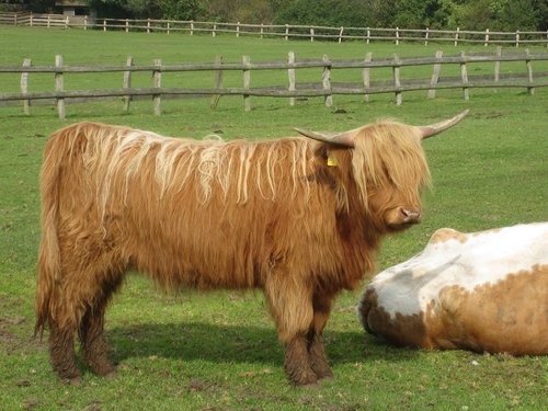 mammal  cattle  cow