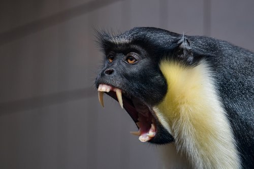 mammal  monkey  primate