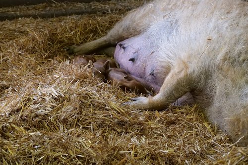 mammal  wool pig  sheep pig