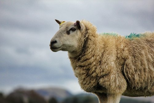 mammal  nature  sheep