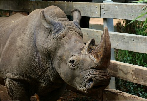 mammal  rhinoceros  animal