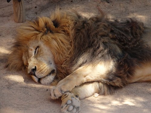 mammal  lion  cat