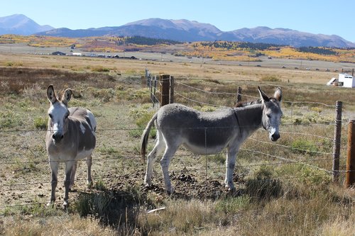 mammal  animal  cavalry