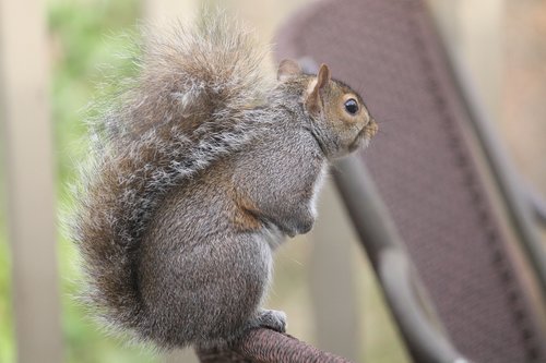 mammal  wildlife  squirrel